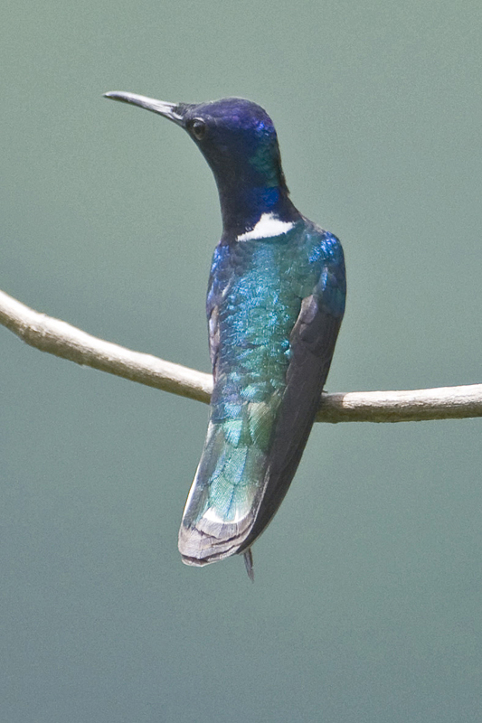 White-necked Jacobin