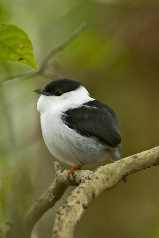 White-bearded Manakin