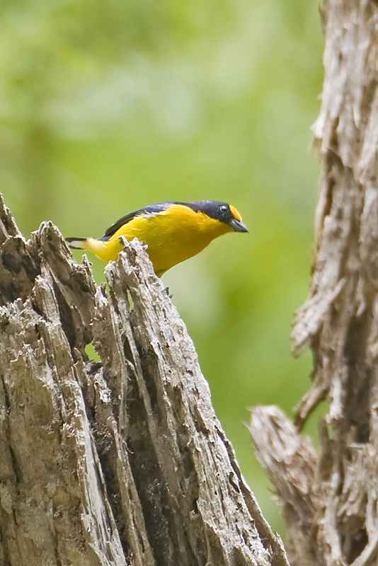 Violaceous Euphonia