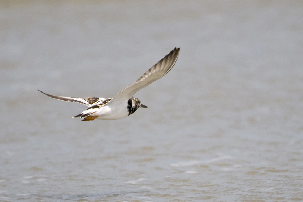 Ruddy Turnstone-Cumberland
