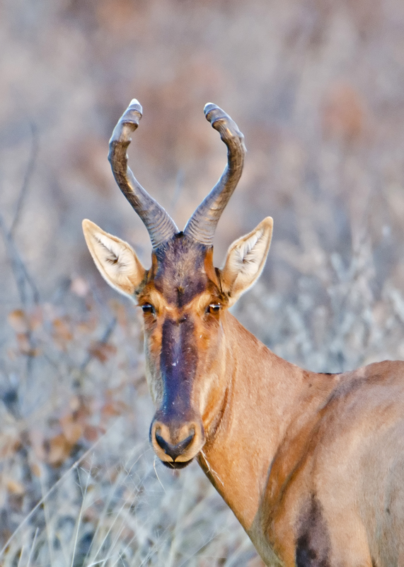 Red Hartebeest-Ongawa