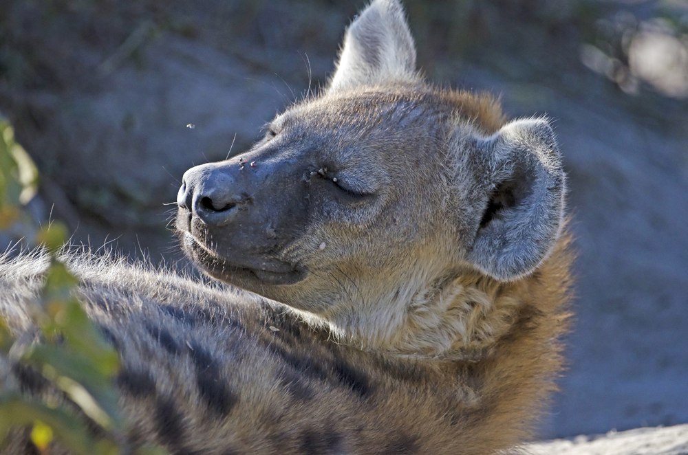 Hyena-Vumbura