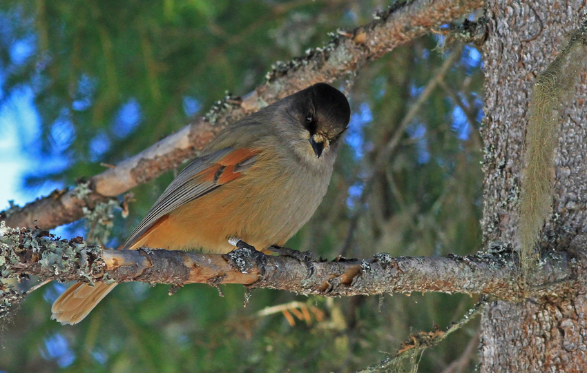 Siberian Jay