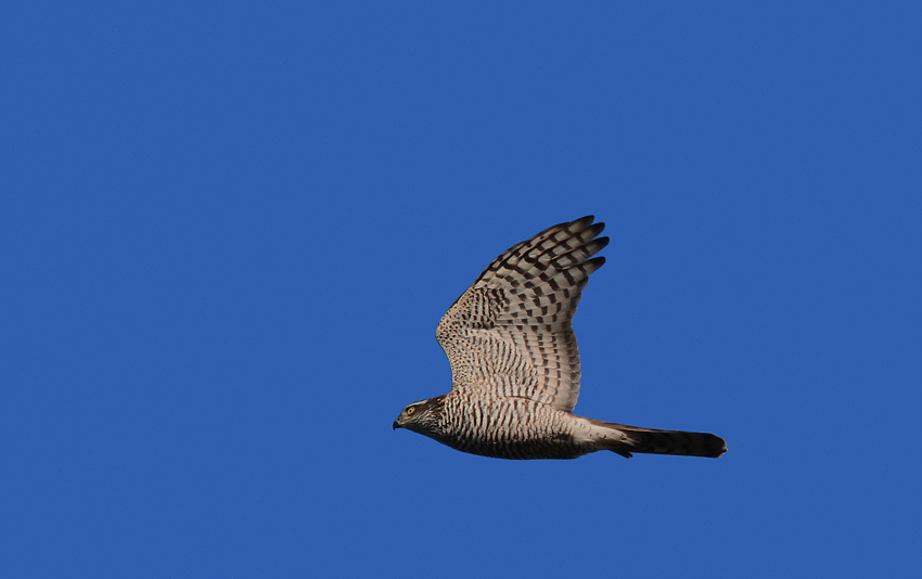 Sparrowhawk.