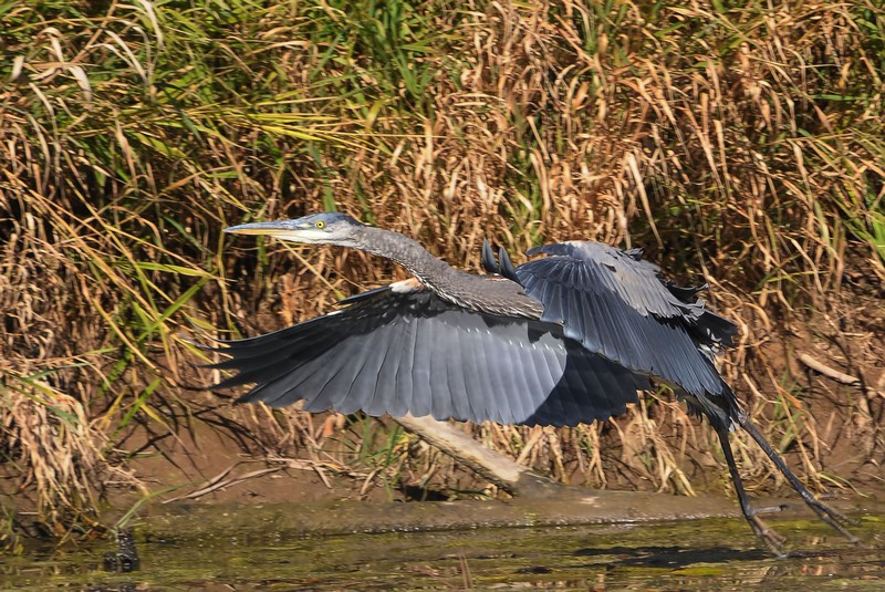 Great Blue Heron