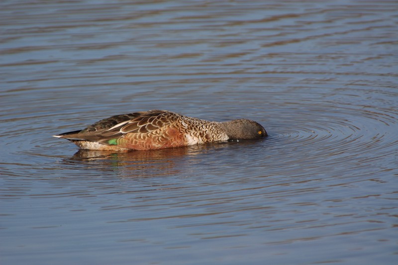 Northern Shoveler