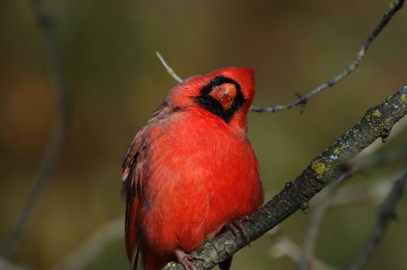 Northern Cardinal