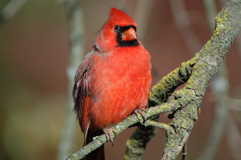 Northern Cardinal