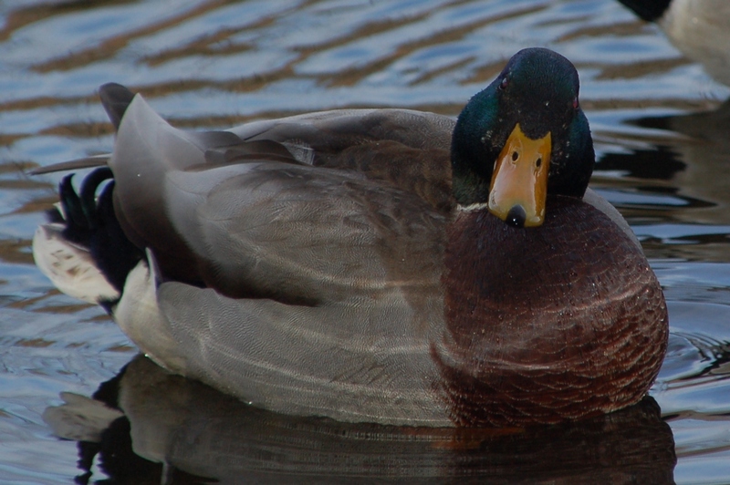 Mallard