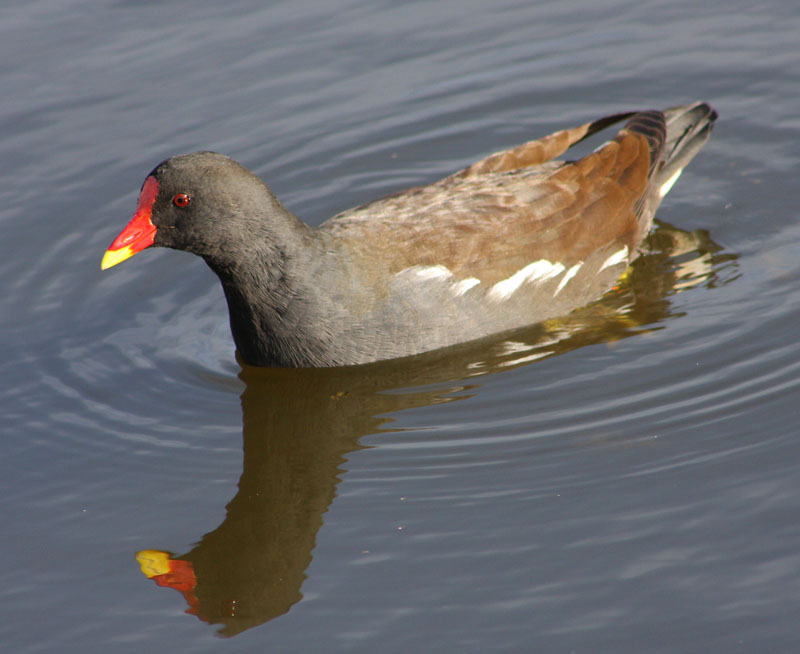 Moorhen