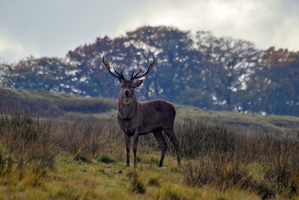 Young Stag