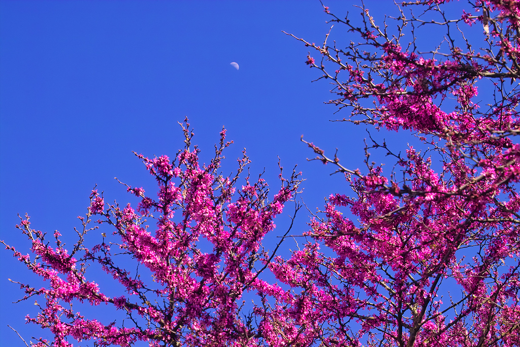 Crescent on Blue and Pink