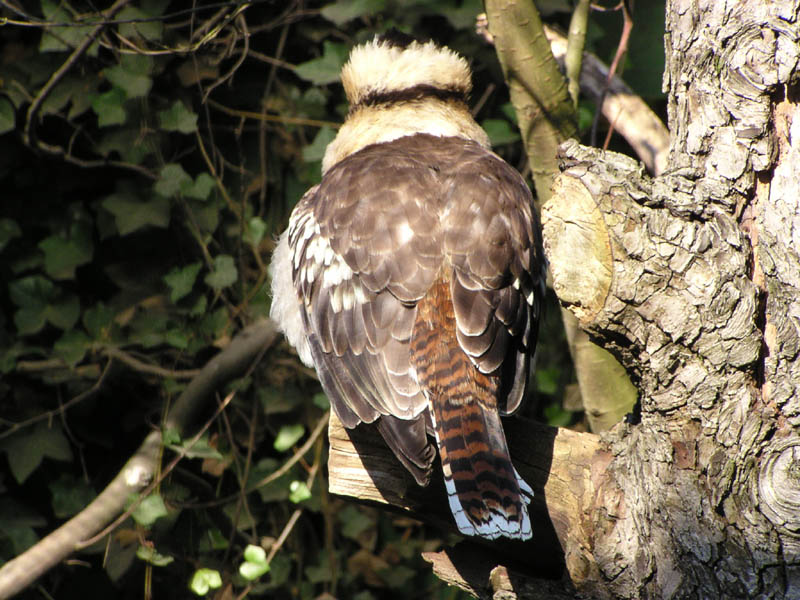 Kookaburra2.jpg