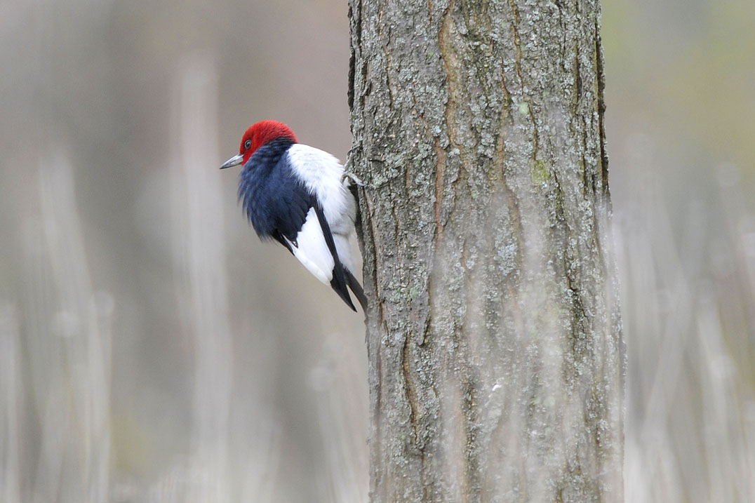 Red-headed Woodpecker