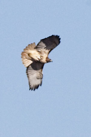 RED-TAILED HAWK