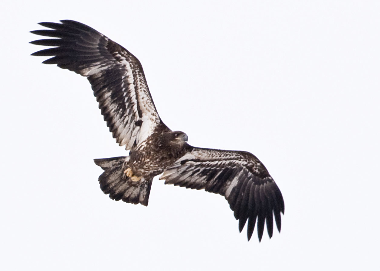 BALD EAGLE  --  IMMATURE