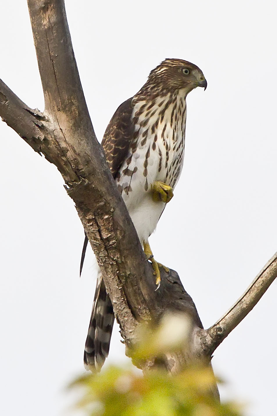 COOPERS HAWK