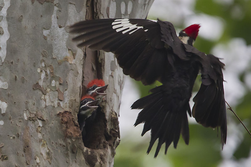 PILEATED WOODPECKER