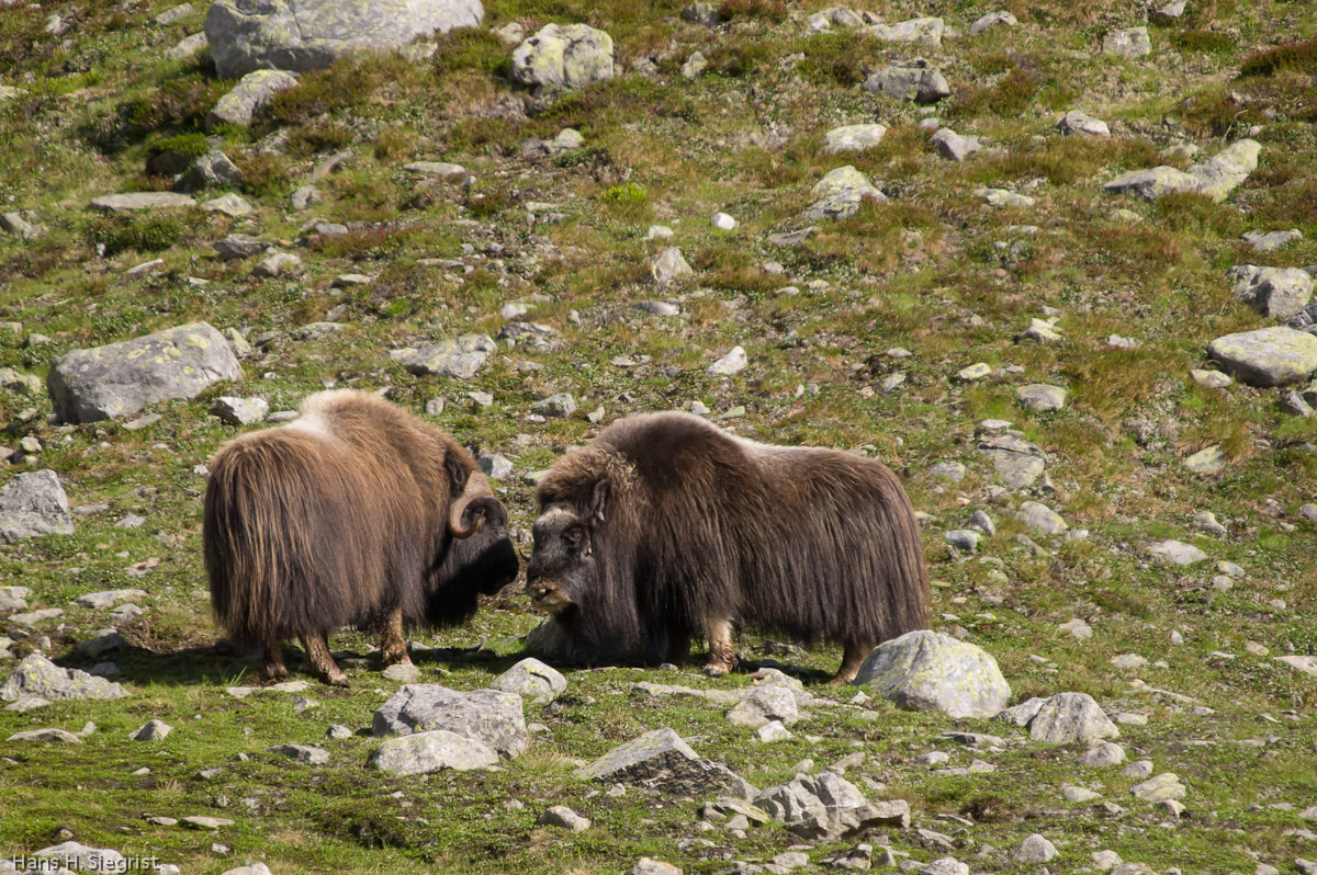 Musk Oxen