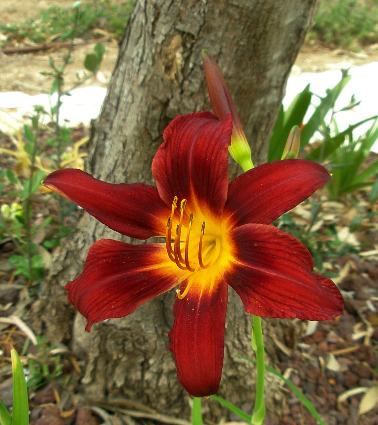 P5237694.JPG