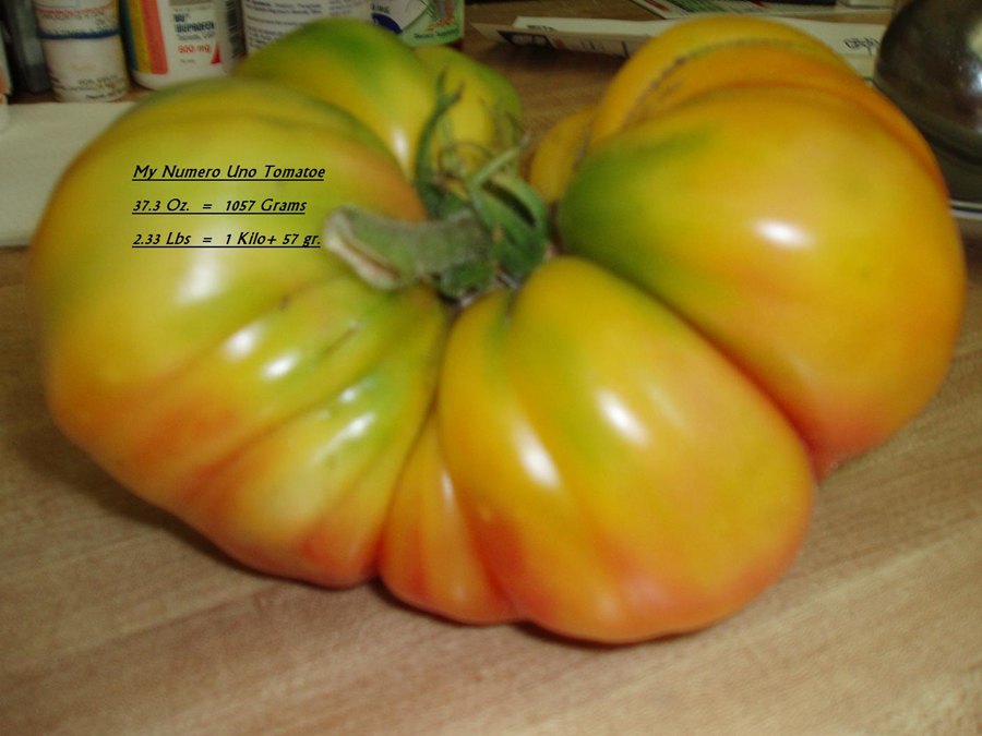 MY LARGEST TOMATOE 001 AA.JPG
