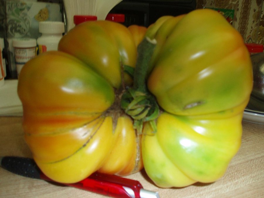 MY LARGEST TOMATOE 002 B.JPG