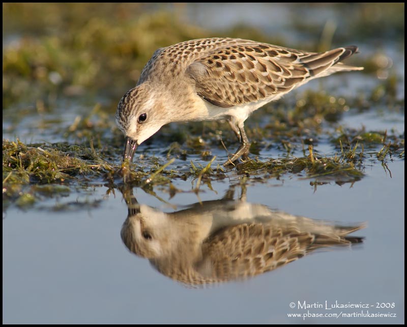 Sanderling