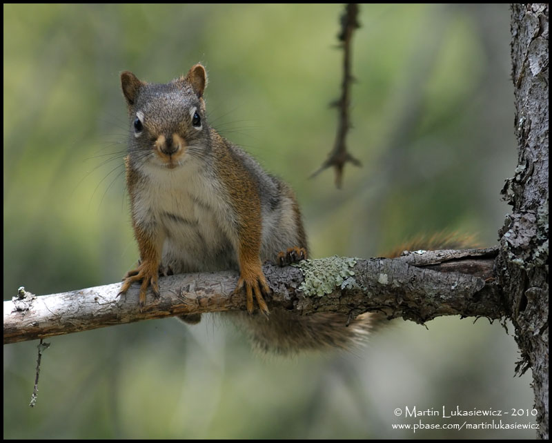 Red Squirrel