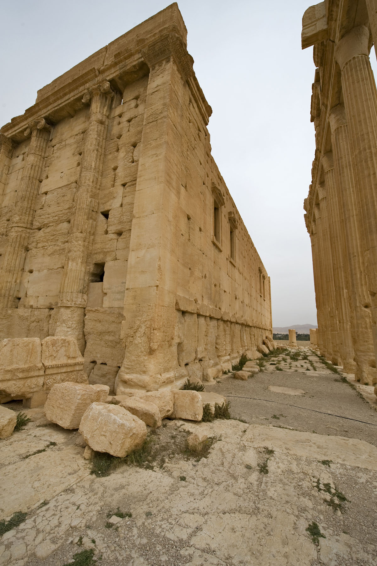 Palmyra apr 2009 0234.jpg