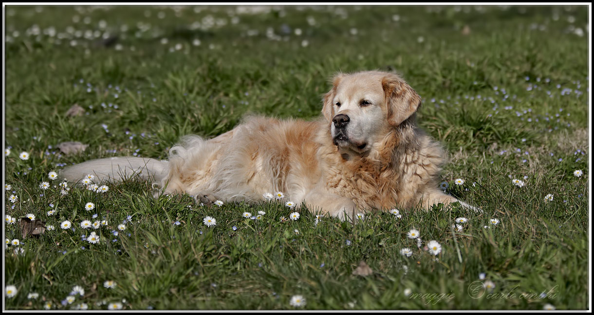 maggie