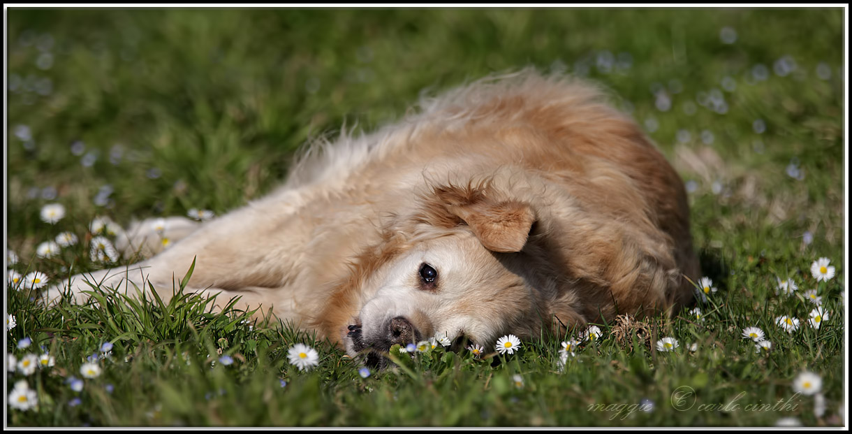 maggie