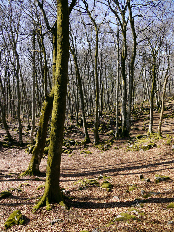 Bosque de hayas