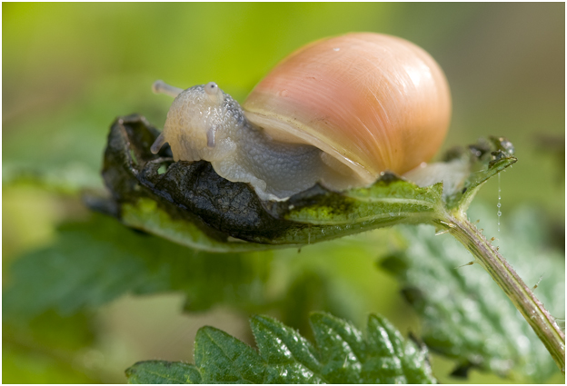 gewone Tuinslak - Cepaea nemoralis