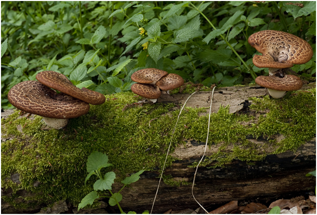 Zadelzwam - Polyporus squamosus