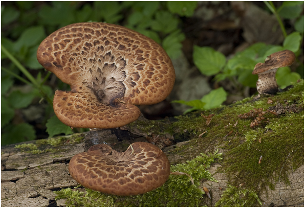 Zadelzwam - Polyporus squamosus