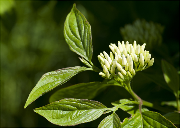 rode Kornoelje - Cornus sanguinea