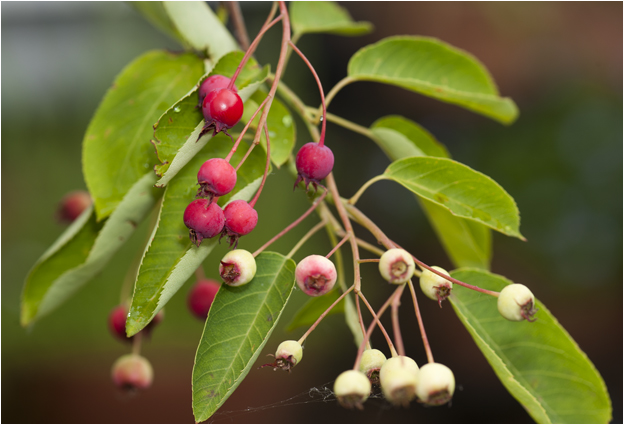 Amerikaans Krentenboompje - Amelanchier lamarckii in juni