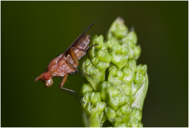 Slakkendoder - familie: Sciomyzidae)