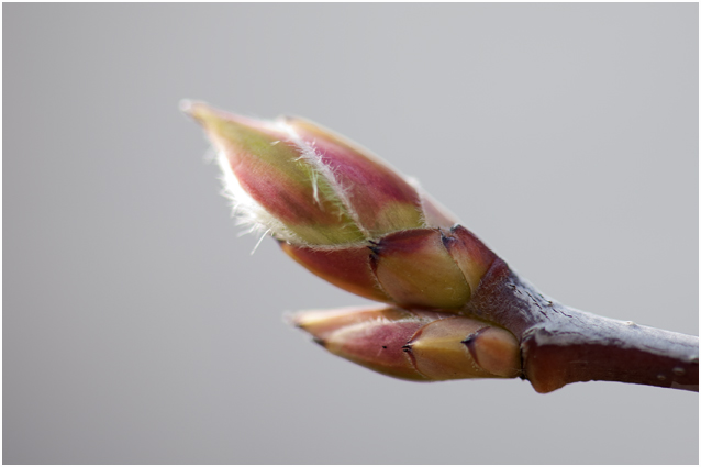 Amerikaans Krentenboompje - Amelanchier lamarckii  in maart