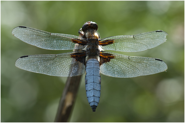 Platbuik - Libellula depressa - mannetje - male