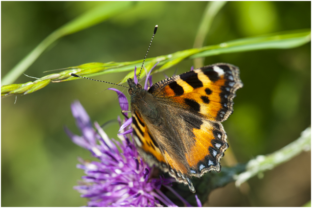 3 kleine Vos - Aglais urticae