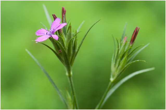 Kartuizer Anjer - Dianthus carthusianorum