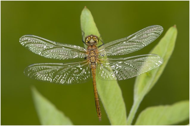 bloedrode Heidelibel - Sympetrum sanguineum - vrouwtje