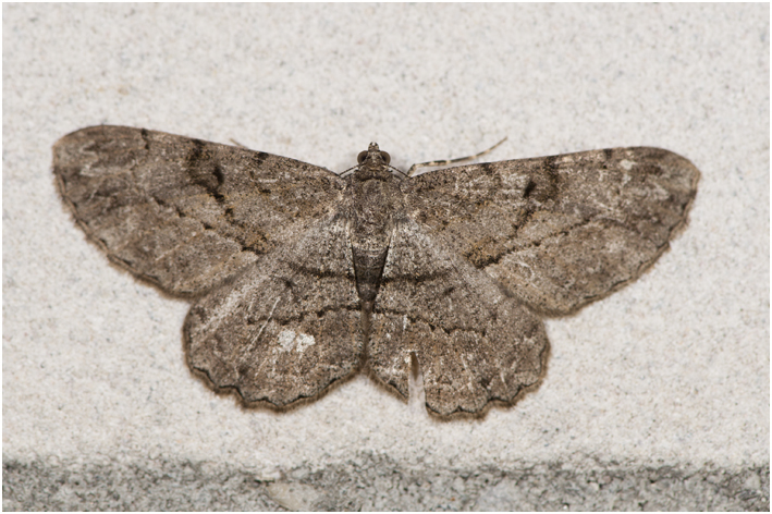 Taxusspikkelspanner - Peribatodes rhomboidaria
