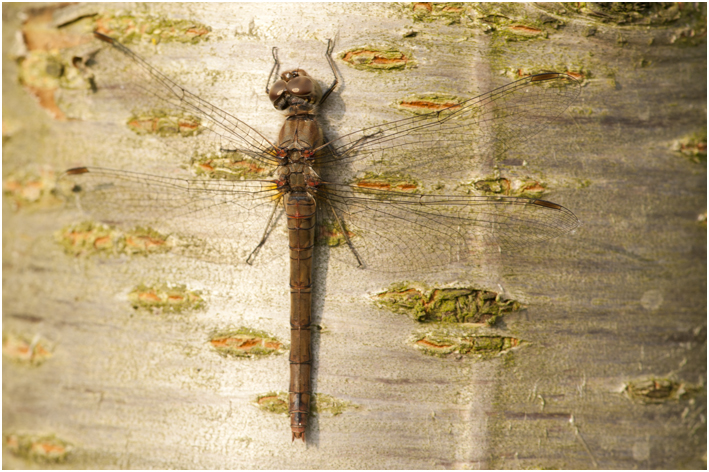 bruinrode Heidelibel - Sympetrum striolatum- vrouwtje
