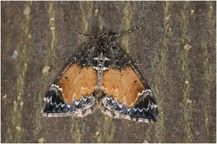 Schimmelspanner Dysstroma truncata