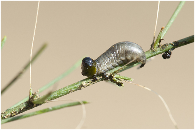 larve van Aspergehaantje - Crioceris asparagi