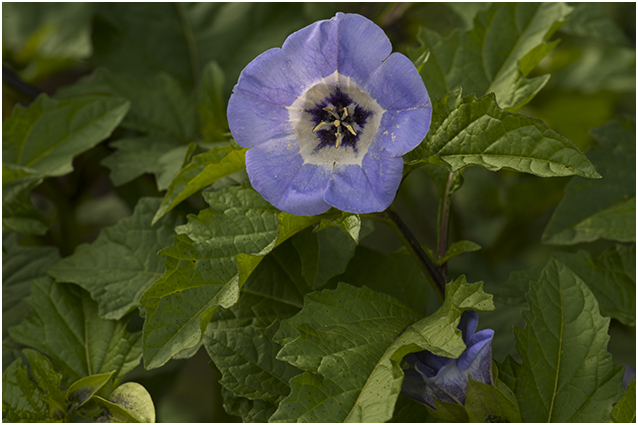 Zegekruid - Nicandra physalodes 