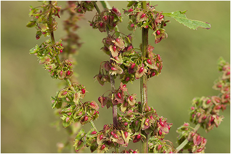 Ridderzuring - Rumex obtusifolius