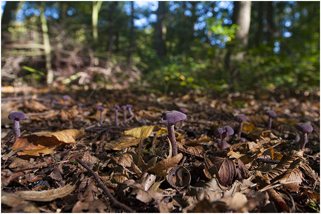 Rodekoolzwam - Laccaria amethystina